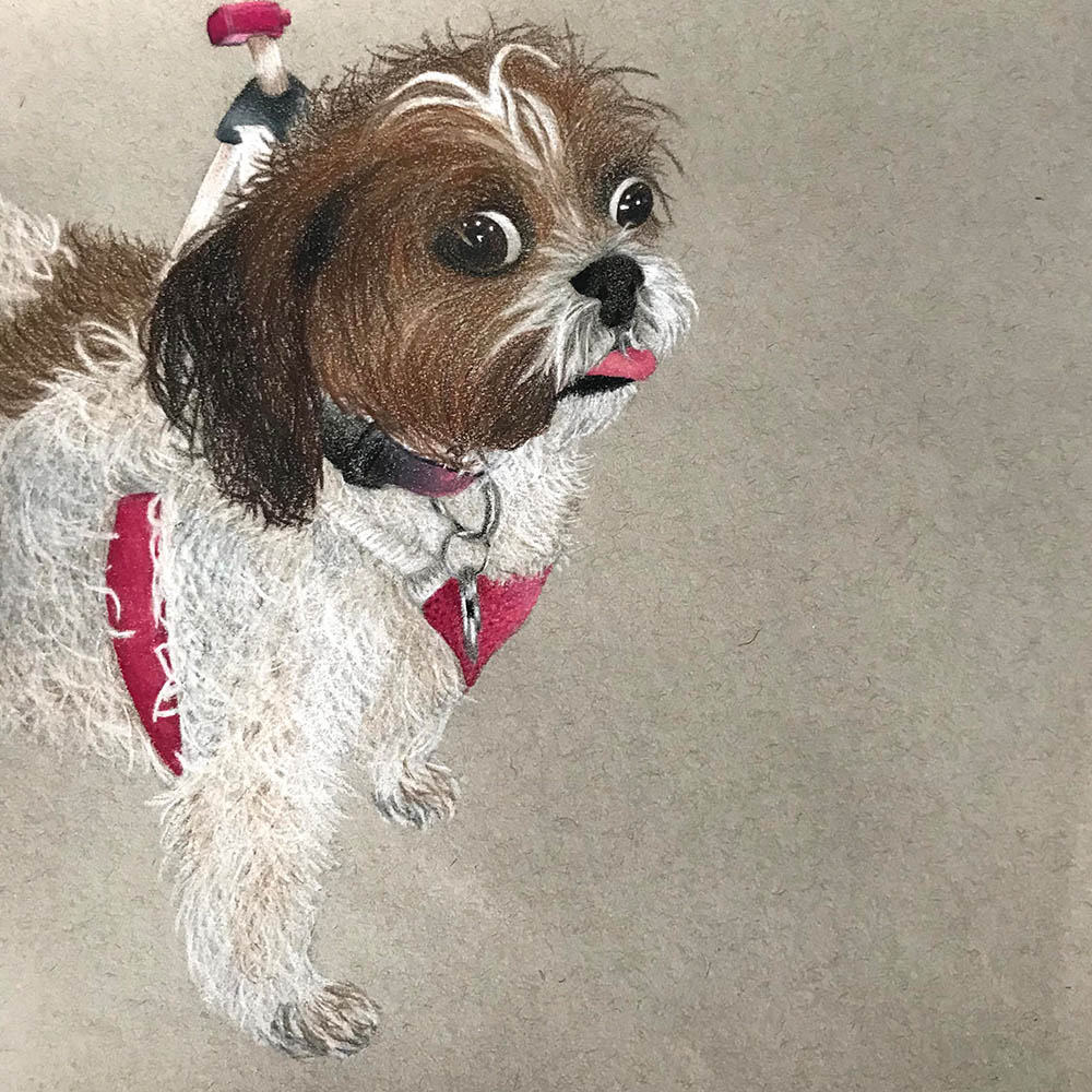 Dog charcoal drawing